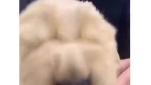 Dog lover with fun 😊😊
