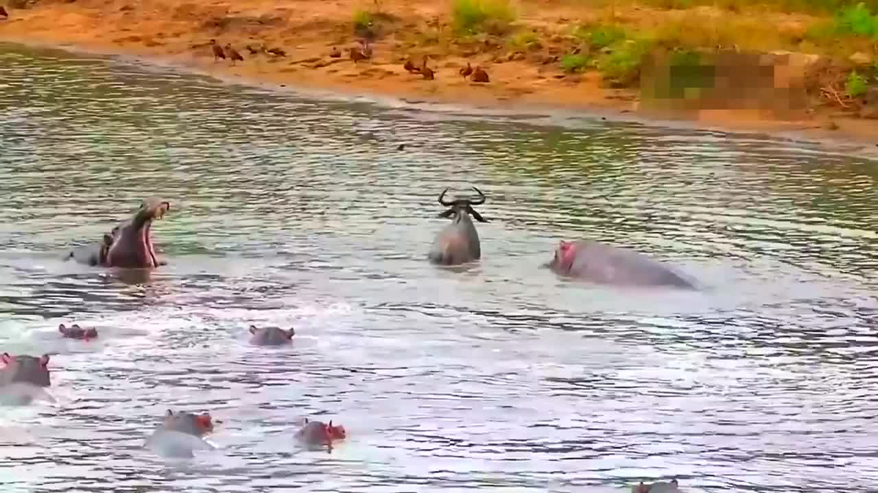 Funny Animals