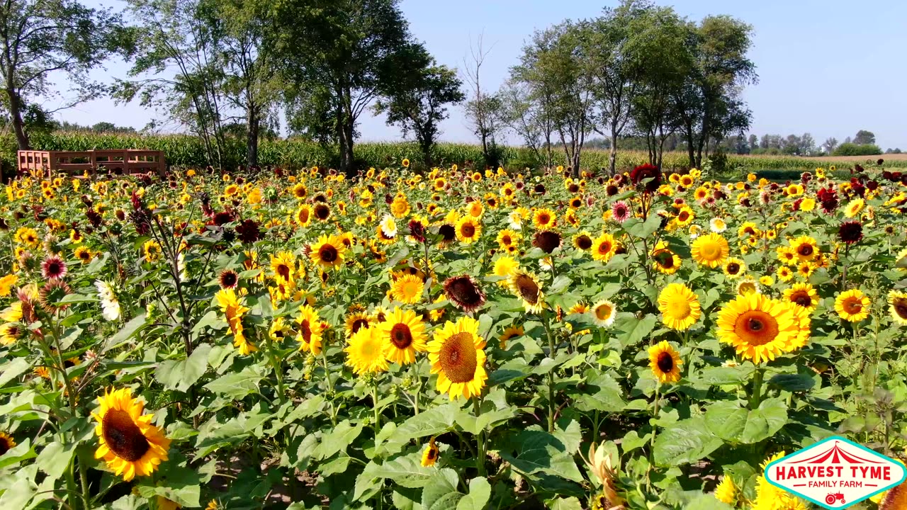 Relaxing Flight Over Stunning Sunflowers