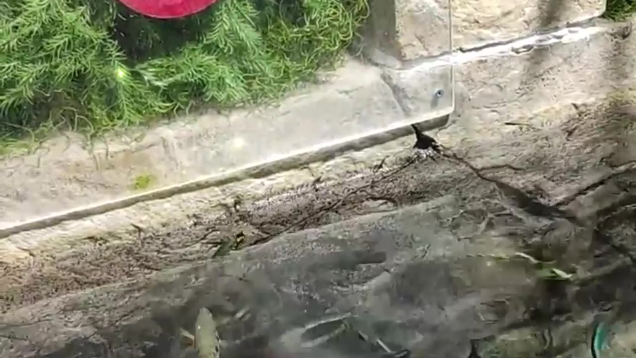 Archerfish Care Guide in Under A Minute