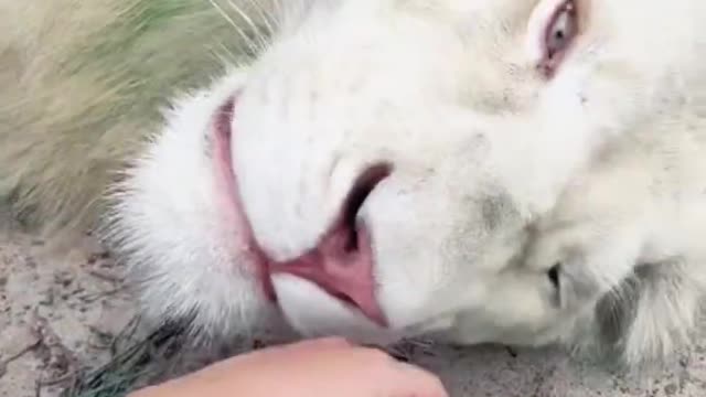 HUGE White Lion Teeth! WOW