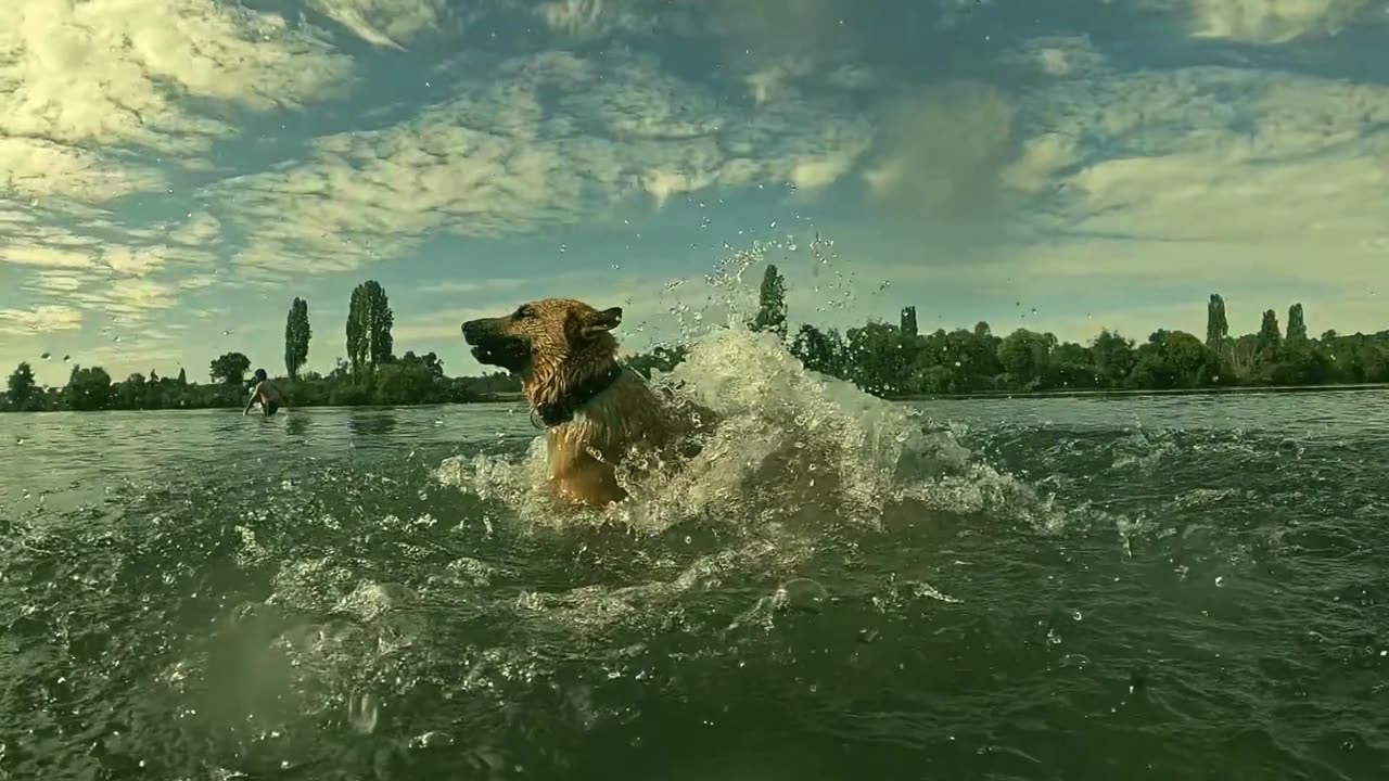 DOG PLAYING IN THE WATER