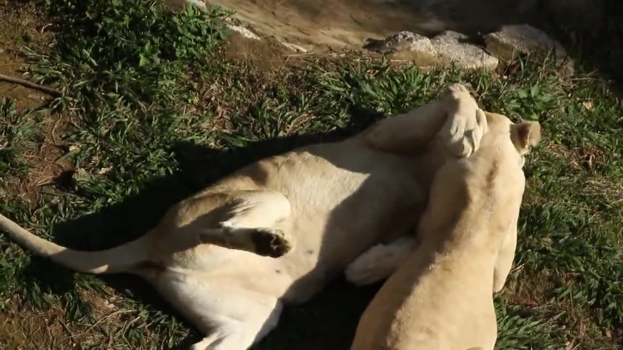 White Lion sisters express their feelings in the animal world White Lion