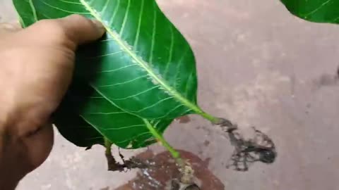 How to grow mango trees from mango leafs