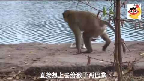 Monkey Video