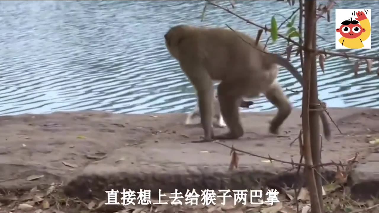 Monkey Video