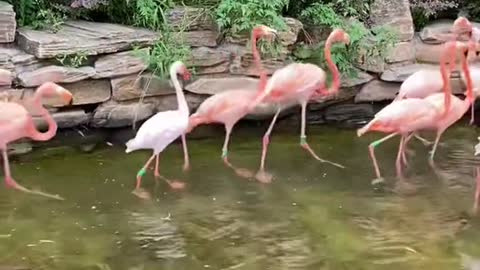 flamingos