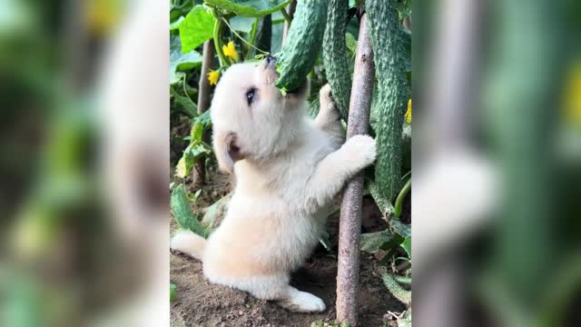 Cute puppy eats cucumber