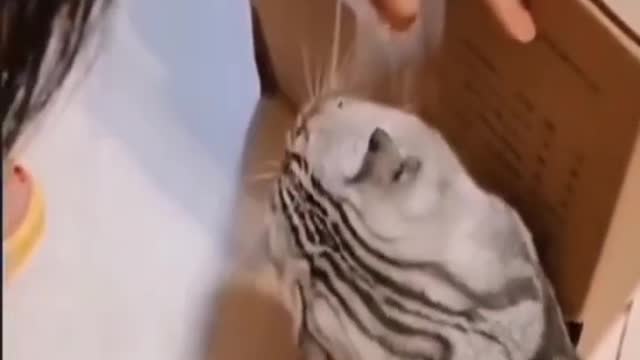 Funny and Fails Pets Video