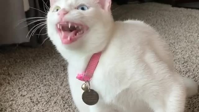 Can cat sing a song ?#cat #funnycatvideos #funnyvideosFunny cat videos 2021 🐱 Try not to Laugh, 😂