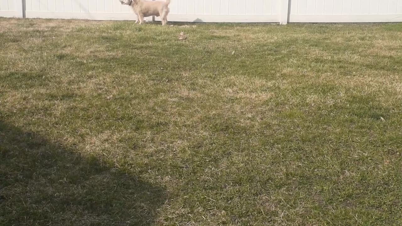 BERKELEY IN THE BACKYARD 03/04/24