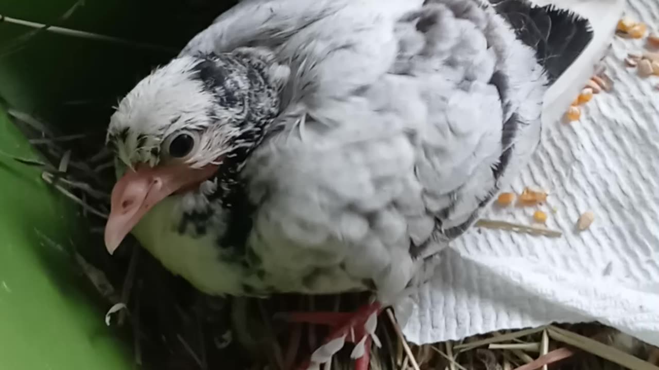 Flock it Farm: Baby pigeons 4 wks old.