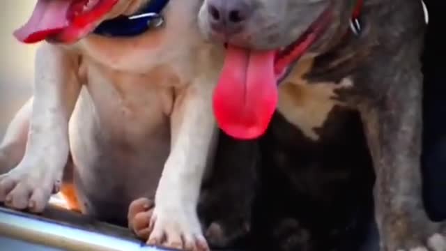 Pitbull dog sleeping video agressive dog