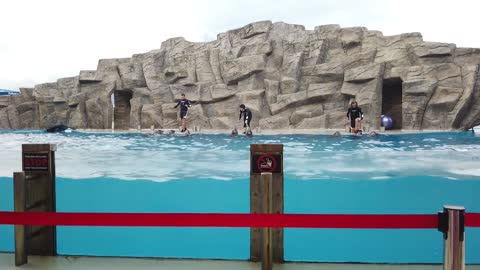 Cute and Clever Dolphins - Trained Dolphin's Show