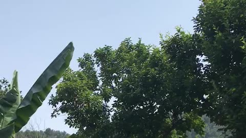 nature