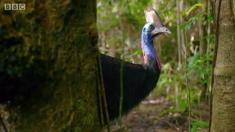 Filming The World's Deadliest Bird | Wild Stories | BBC Earth