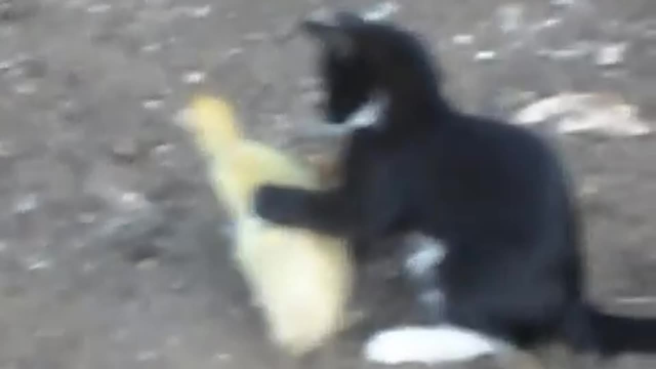 Fight, kitten vs Indian, tough, laughing, funny 2023 watch to the end