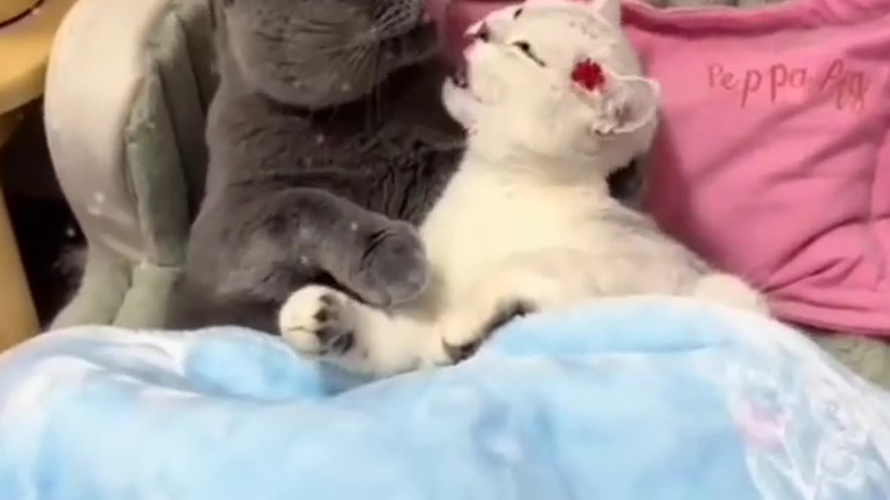😍 cat romance.