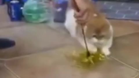 funny cats and dogs