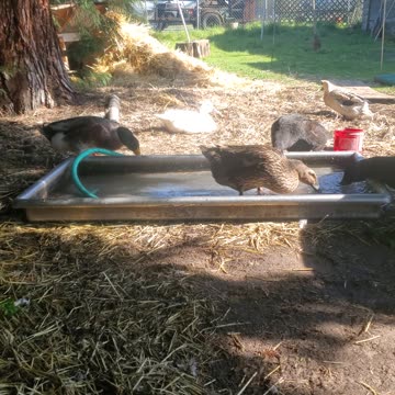 Pool and snack for the ducks