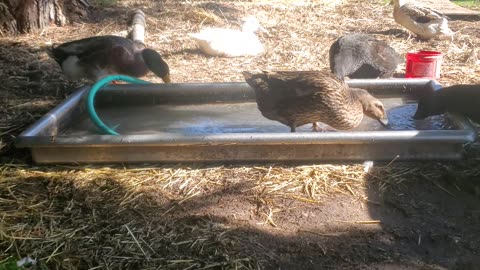 Pool and snack for the ducks