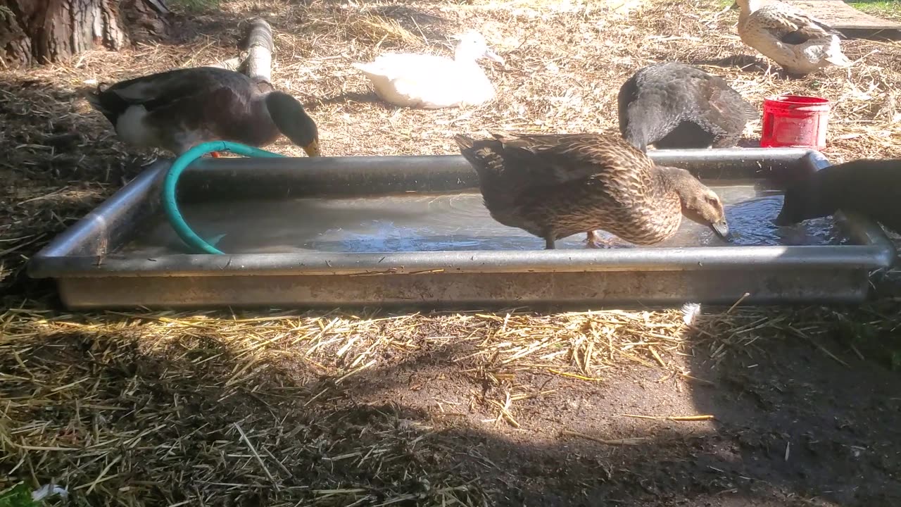 Pool and snack for the ducks