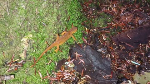 Eastern Newt