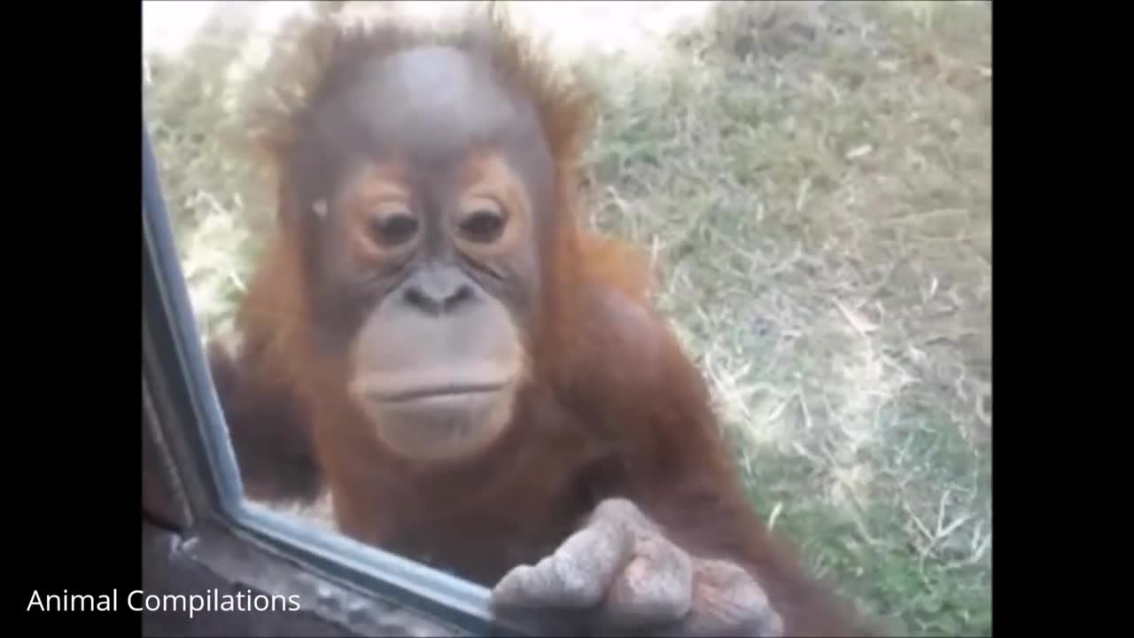 Baby Orangutan are adorable cutest compilation