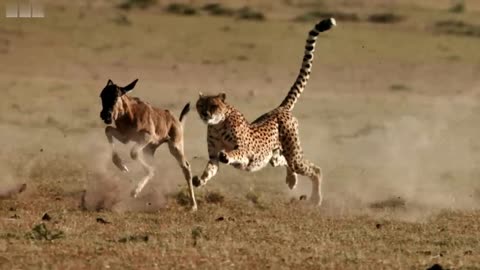 Cheetah chases Wildebeest - The Hunt