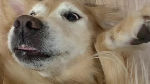 This video of Cece enjoying belly rubs will brighten your day 🥰 #shorts #vlog #pets #dog #cute #fyp