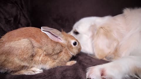 Dog and Rabbit - Their Friendship Has No Limits!