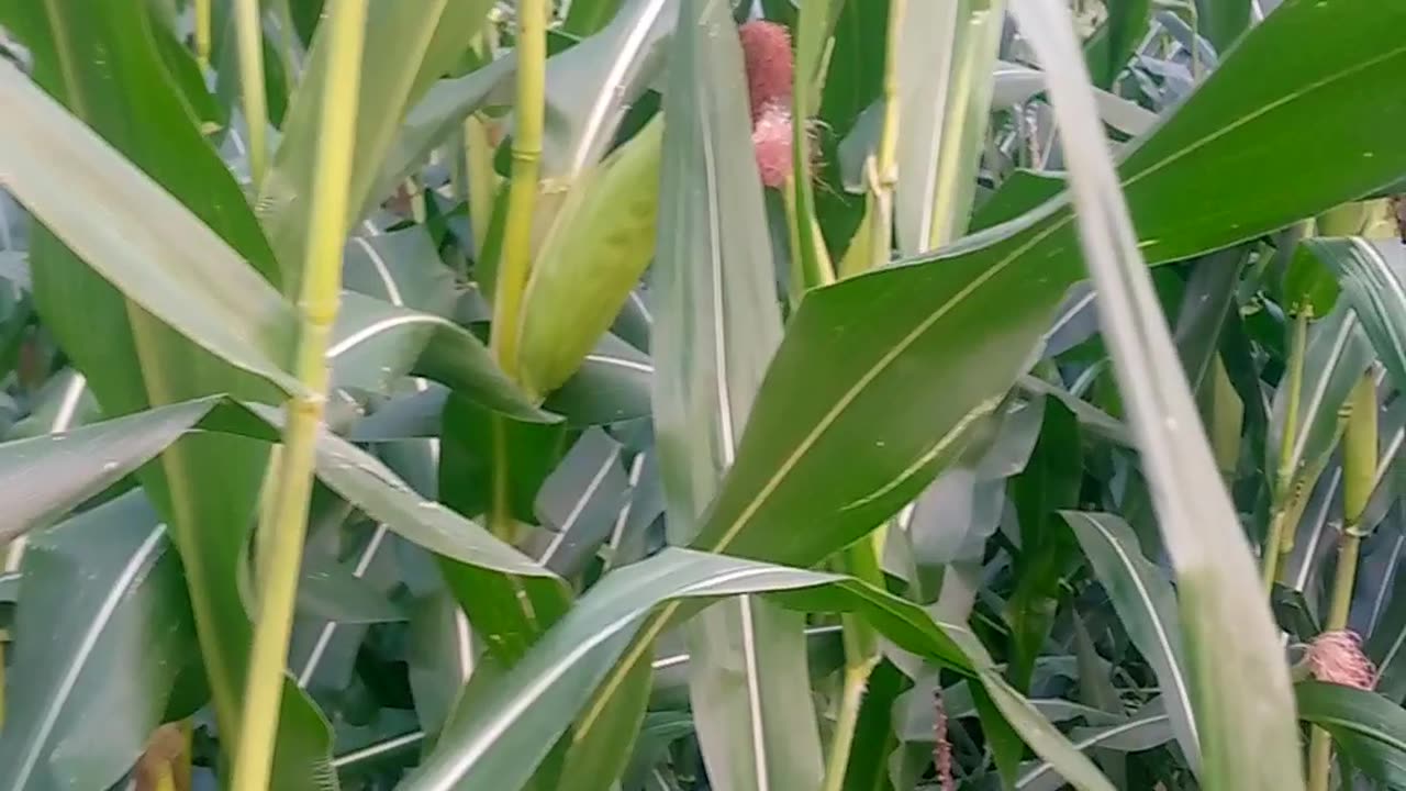 عصر ٹاایم