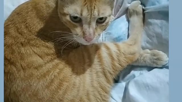 do this sound to your cat