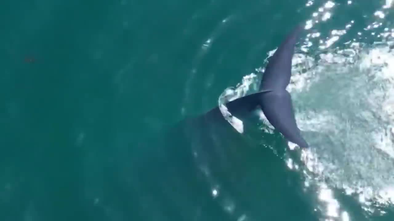 This Is What Biggest Whale In The World Can Do-4