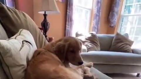 Animals are amazing