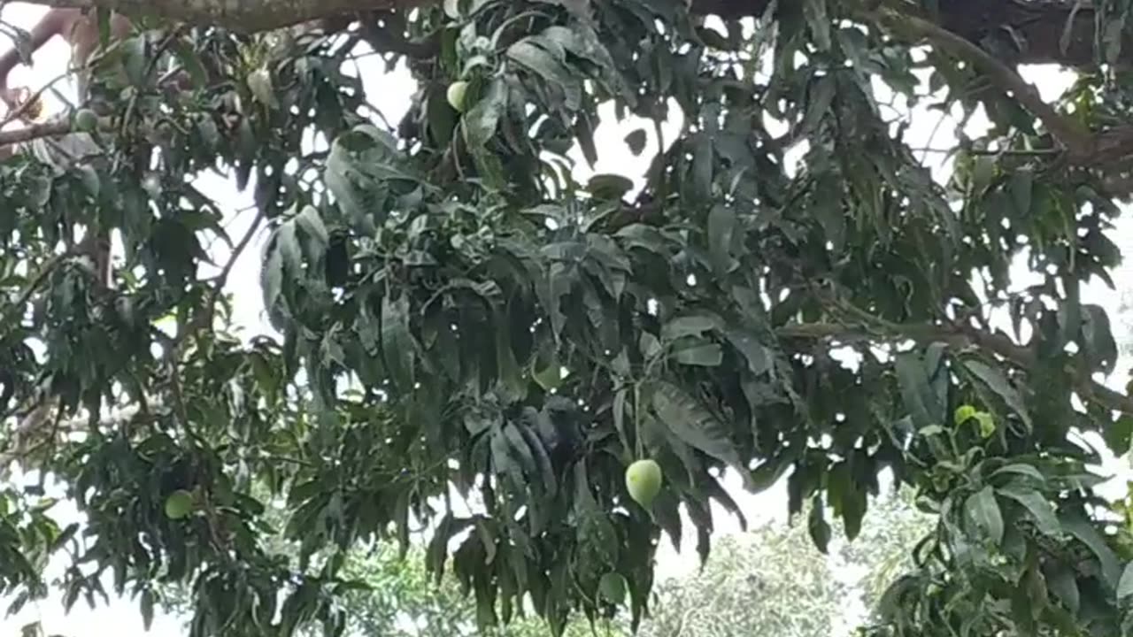 পুকুরের উপর আম গাছ