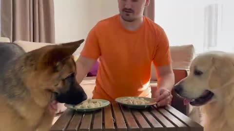 Chicken Eating contest: Golden Retriever vs. German Shepherd