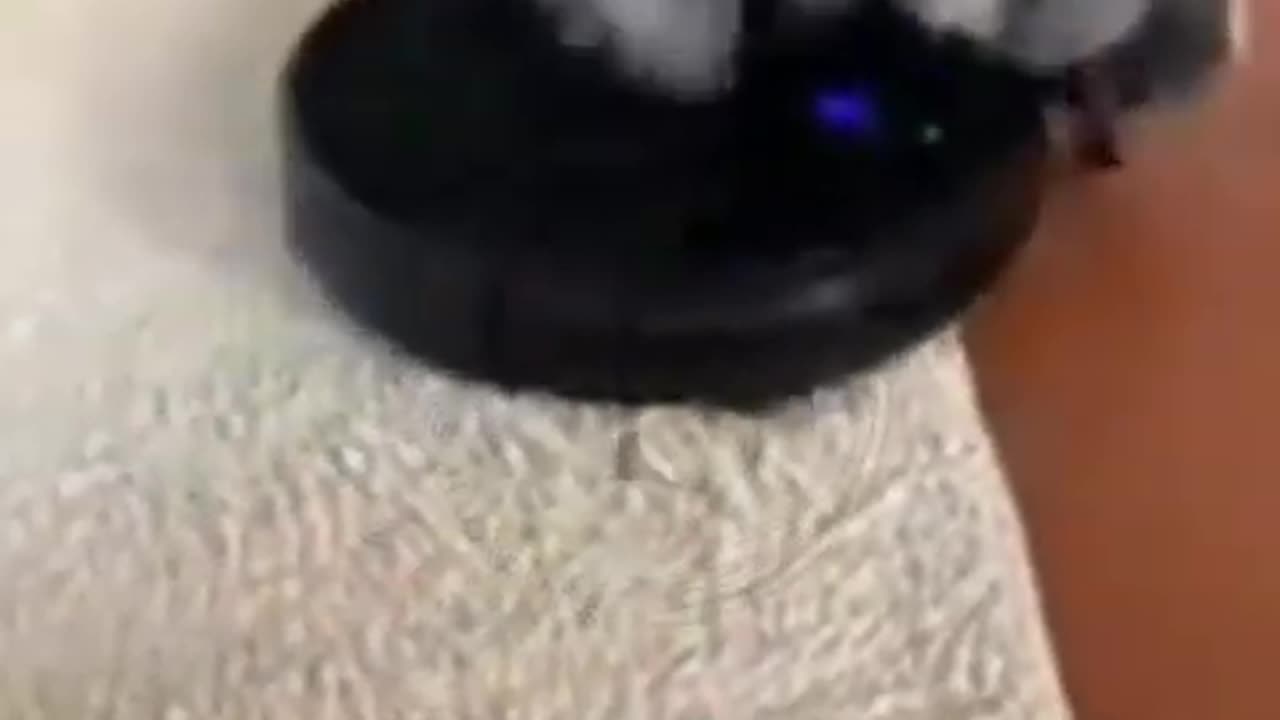 Funny Animals