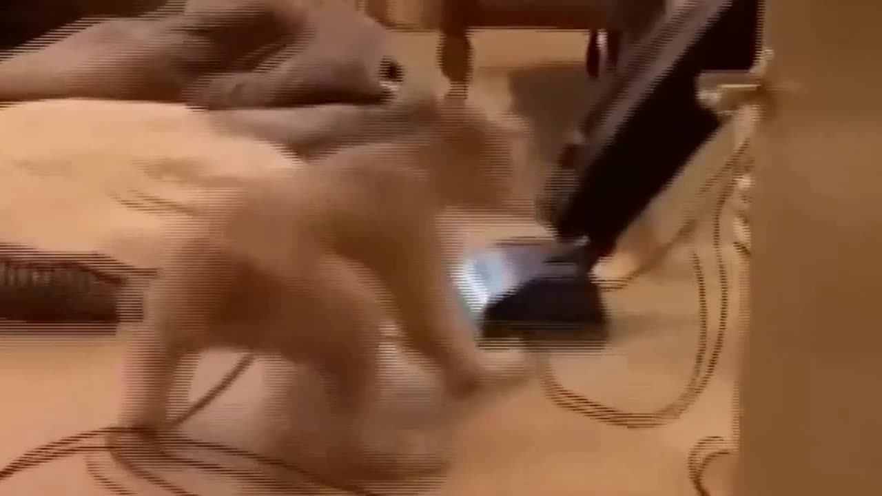 cat-vs-dog