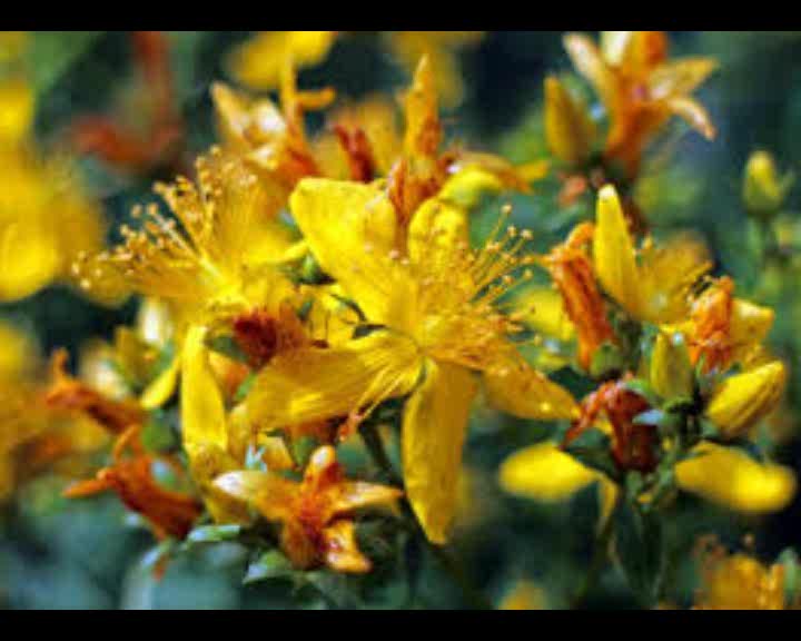 Herbal Cures for anxiety: ST JOHN’S WORT