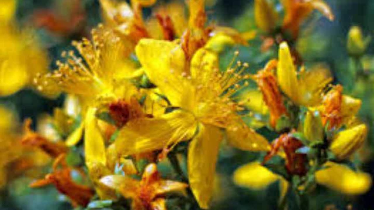 Herbal Cures for anxiety: ST JOHN’S WORT