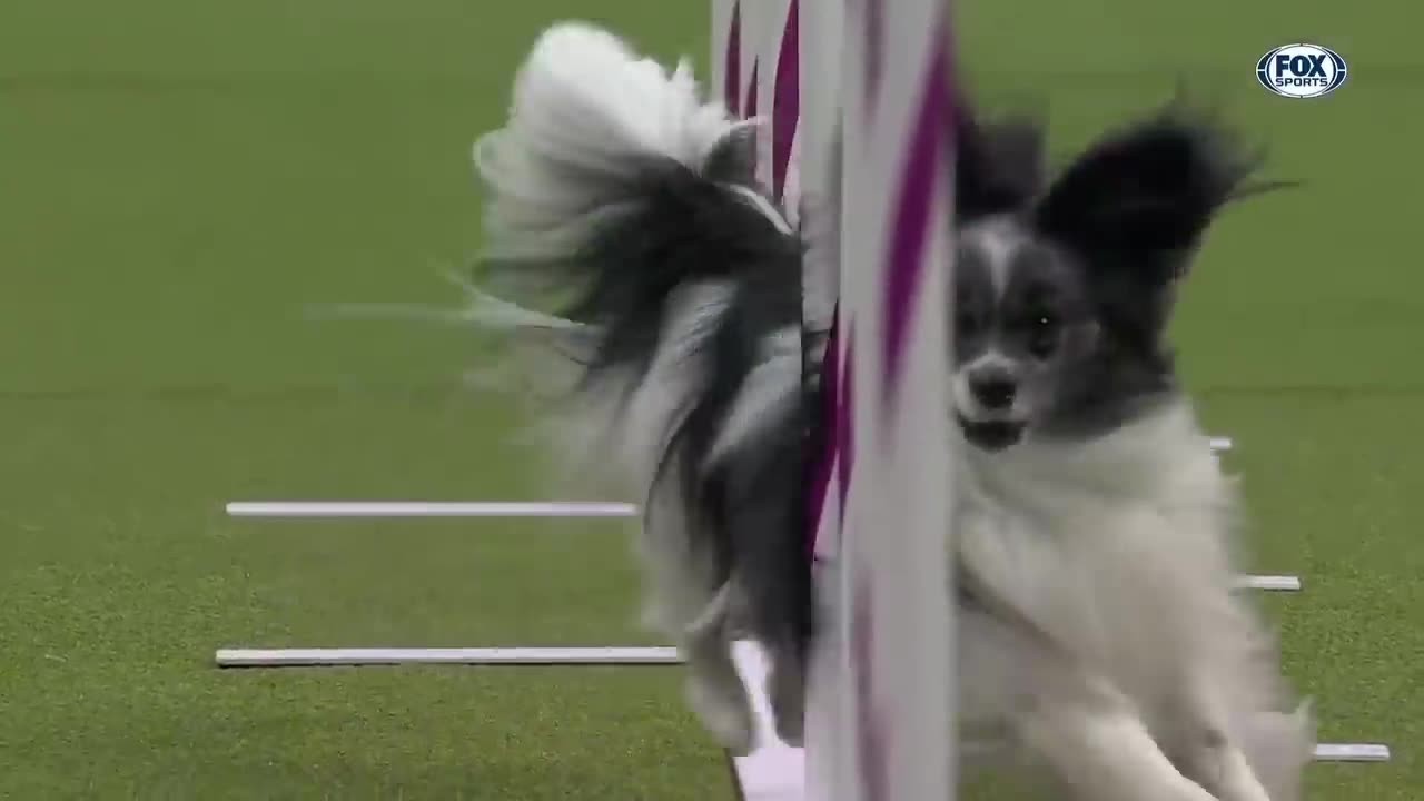 Best of 2023 Masters Agility Championships from Westminster Kennel Club | FOX Sports