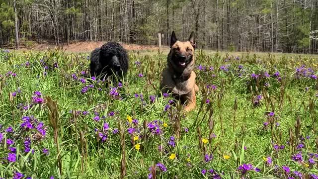 Malinois and poodle rest in a field of beautiful wild flowers