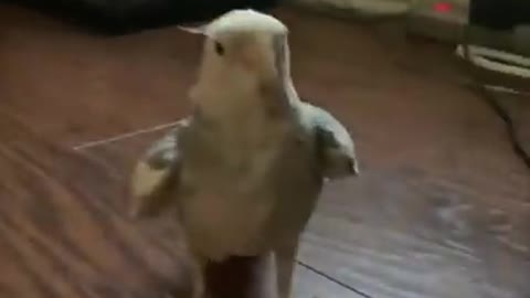 Bird Side Of TikTok