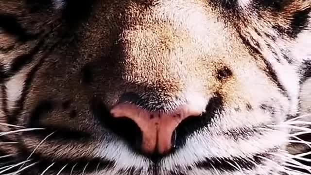 Animal world pet tiger