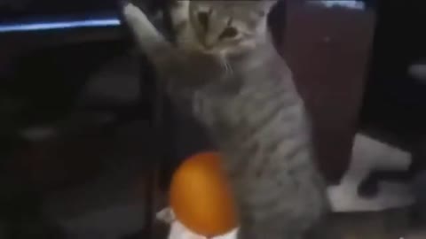 cat and balloon funny video