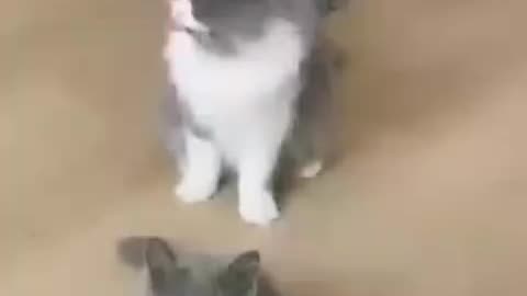Funniest Animal Video 2023