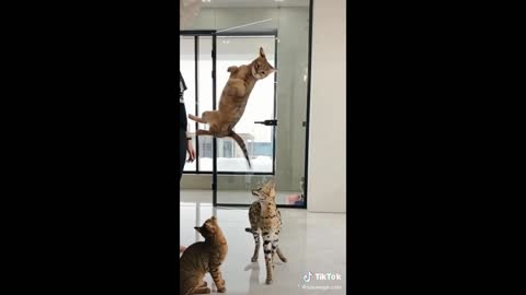 funny animals 3