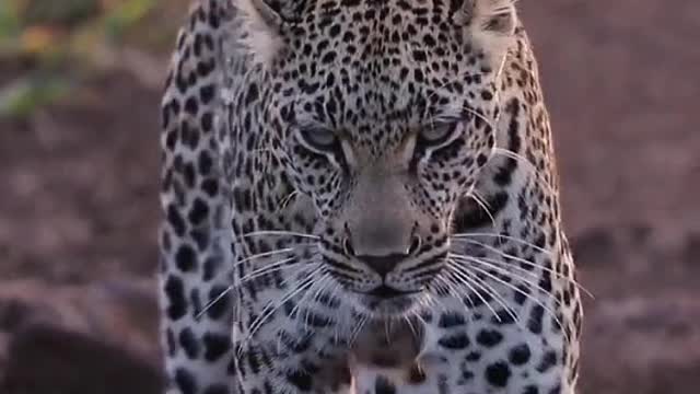 The leopard of the world