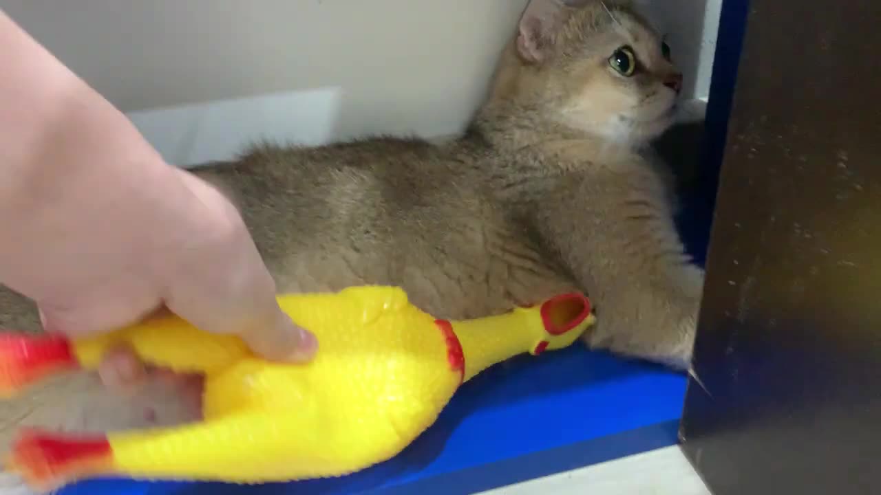 Funny cat vs shrilling chicken 😜😜😂😂